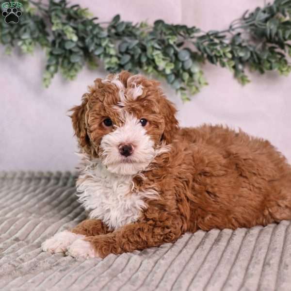 Meadow, Mini Bernedoodle Puppy